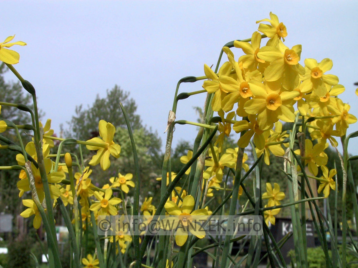 Narcissus botanicus Baby Moon 01.JPG